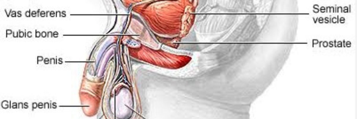 Enlarged Prostate BPH symptoms, diagnosis and treatment care at Curepath Health Solution